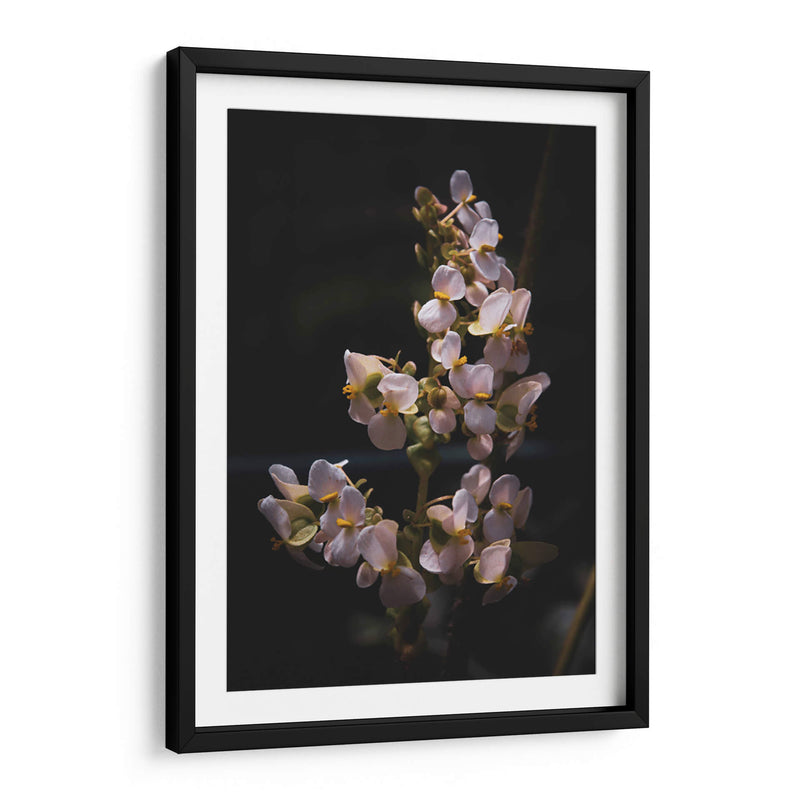 Nature in Focus: White Flowers - Ani Coloca | Cuadro decorativo de Canvas Lab