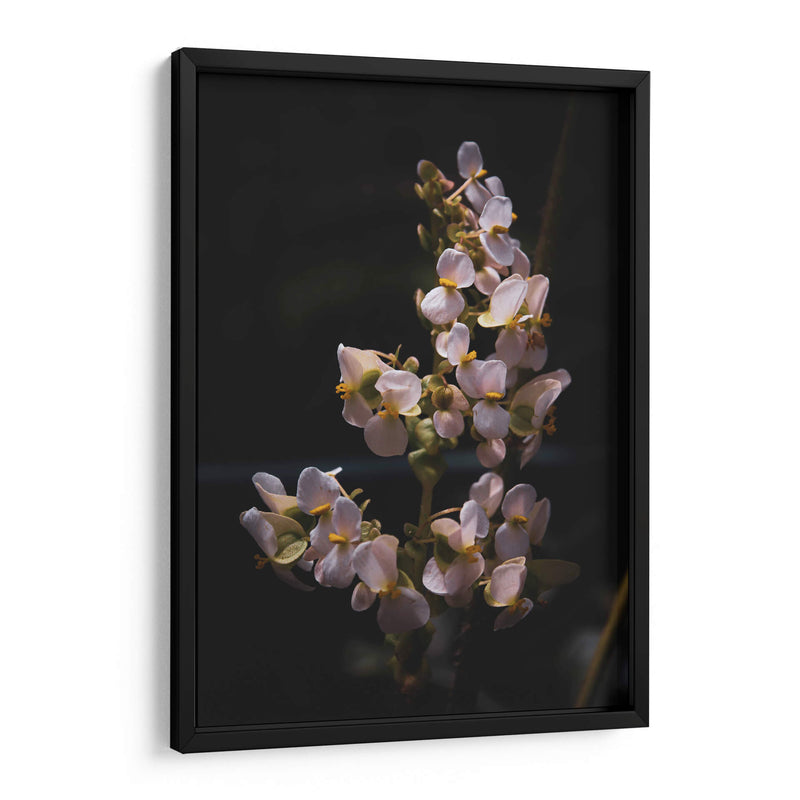 Nature in Focus: White Flowers - Ani Coloca | Cuadro decorativo de Canvas Lab