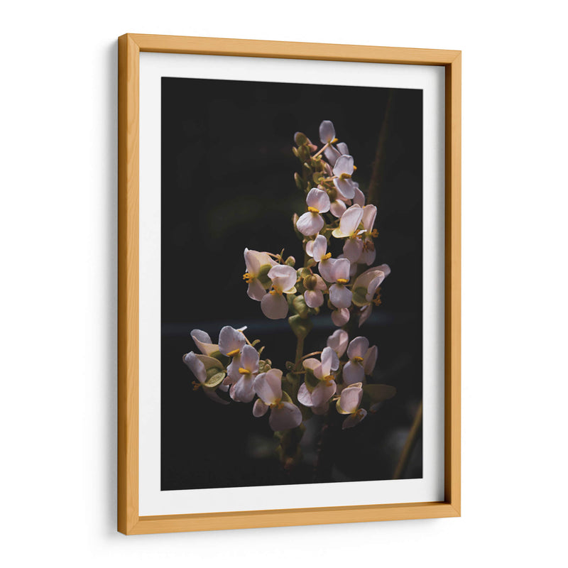 Nature in Focus: White Flowers - Ani Coloca | Cuadro decorativo de Canvas Lab