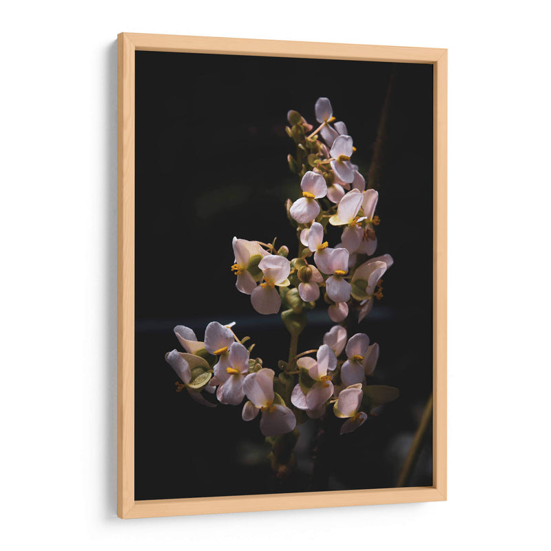 Nature in Focus: White Flowers - Ani Coloca | Cuadro decorativo de Canvas Lab