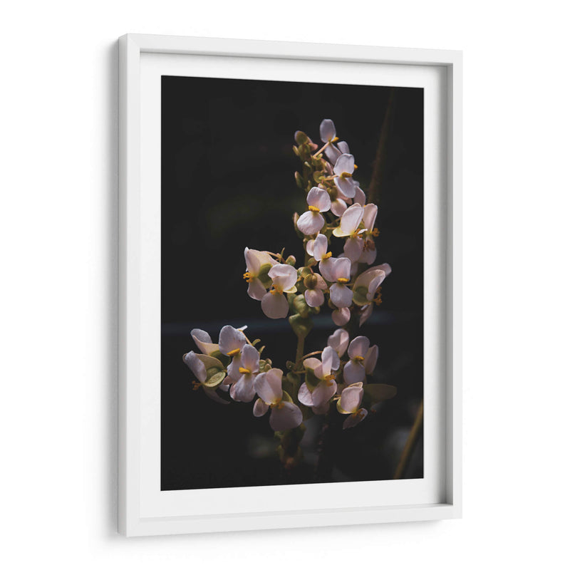 Nature in Focus: White Flowers - Ani Coloca | Cuadro decorativo de Canvas Lab