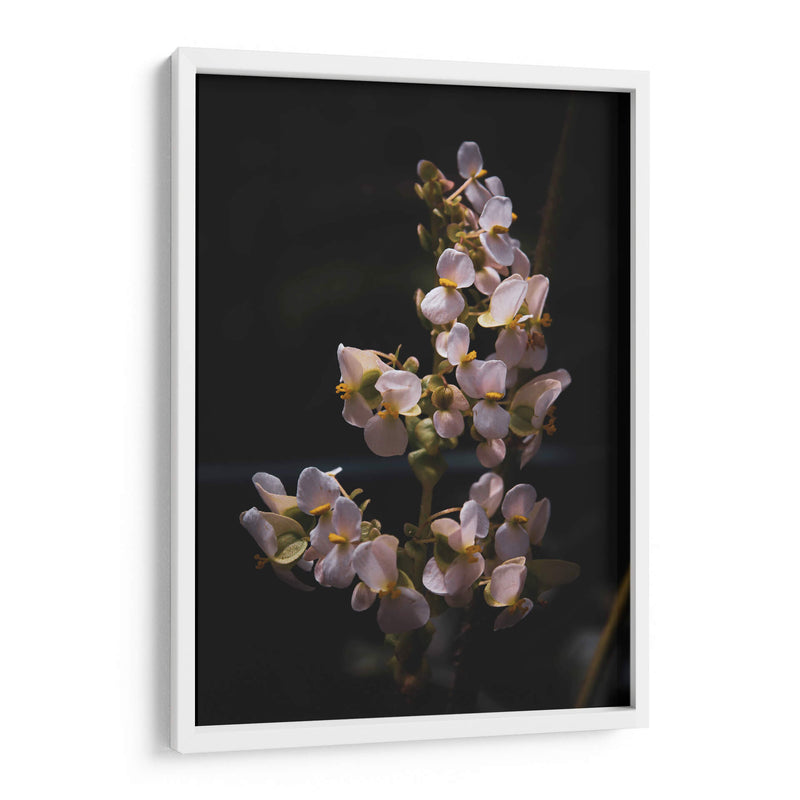 Nature in Focus: White Flowers - Ani Coloca | Cuadro decorativo de Canvas Lab