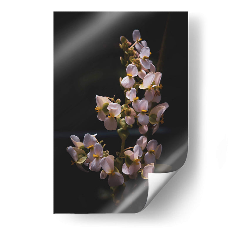 Nature in Focus: White Flowers - Ani Coloca | Cuadro decorativo de Canvas Lab