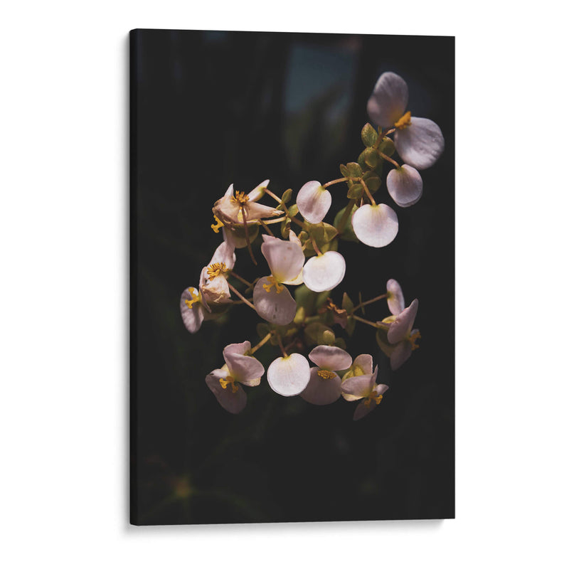 Nature in Focus II: White Flowers - Ani Coloca | Cuadro decorativo de Canvas Lab