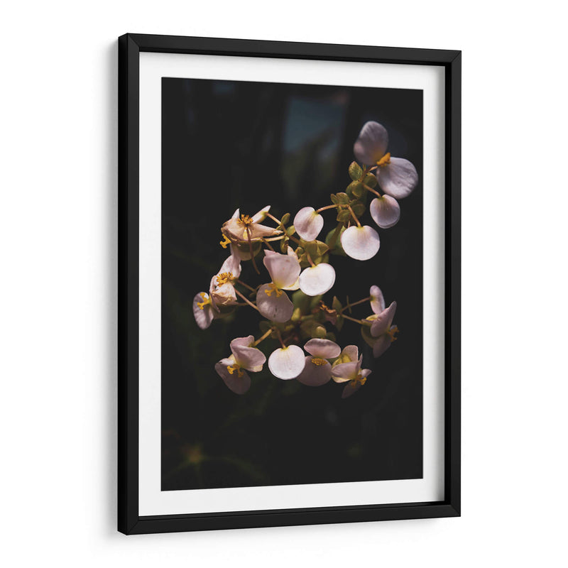 Nature in Focus II: White Flowers - Ani Coloca | Cuadro decorativo de Canvas Lab