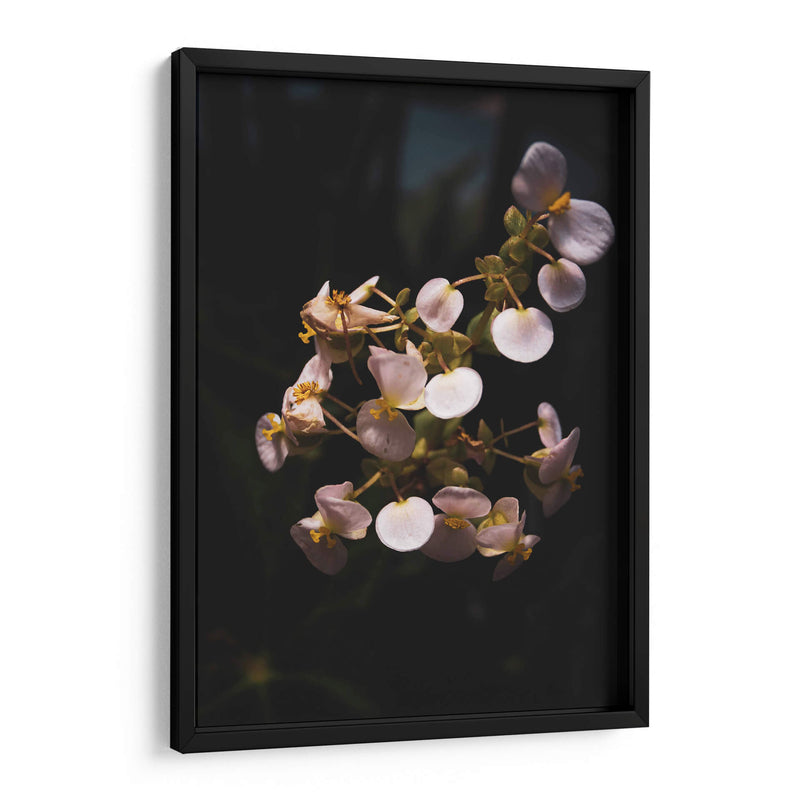 Nature in Focus II: White Flowers - Ani Coloca | Cuadro decorativo de Canvas Lab