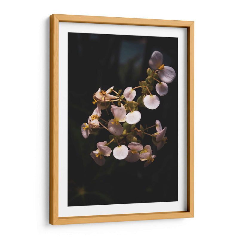 Nature in Focus II: White Flowers - Ani Coloca | Cuadro decorativo de Canvas Lab