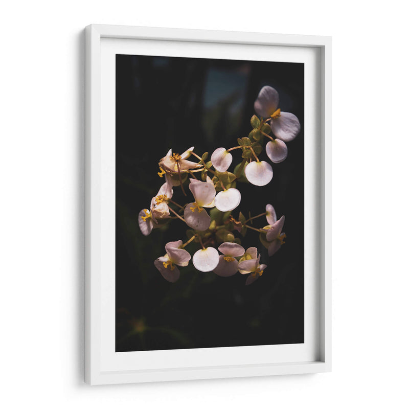 Nature in Focus II: White Flowers - Ani Coloca | Cuadro decorativo de Canvas Lab