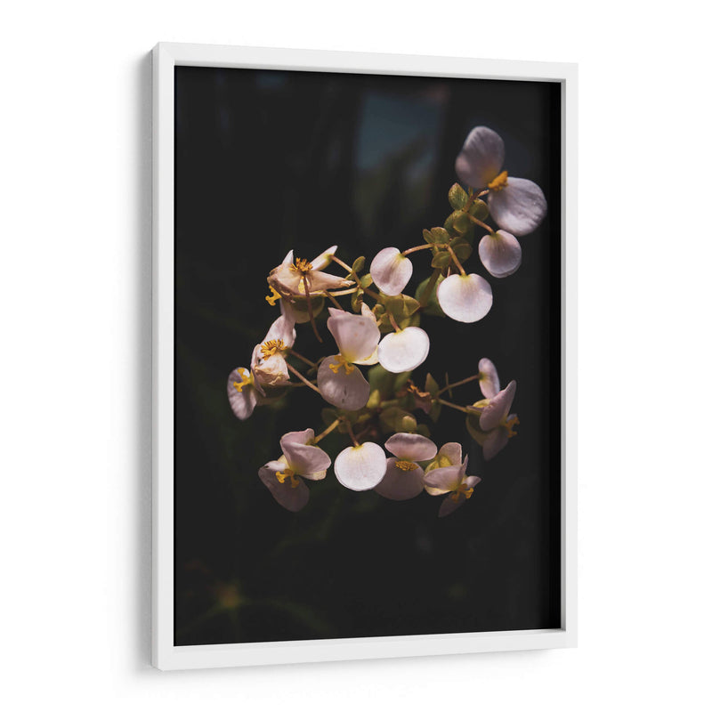 Nature in Focus II: White Flowers - Ani Coloca | Cuadro decorativo de Canvas Lab