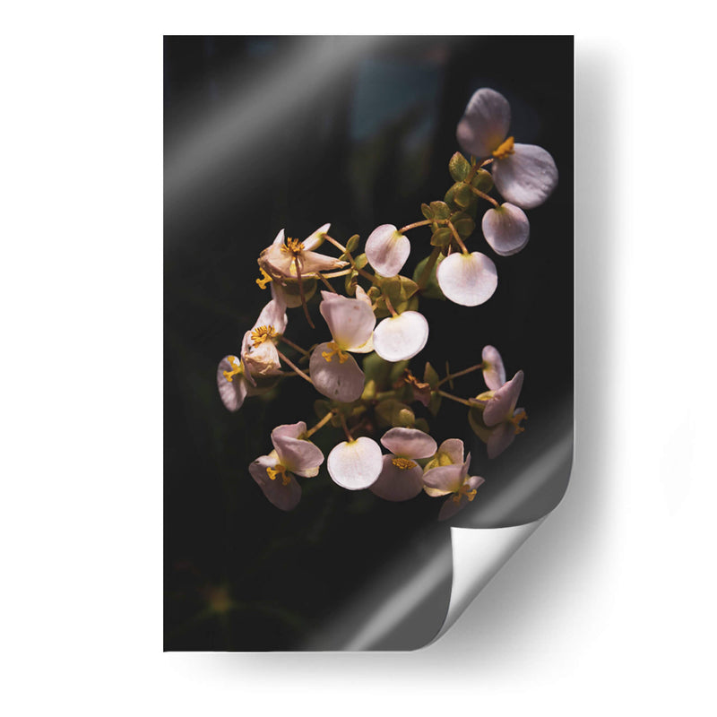 Nature in Focus II: White Flowers - Ani Coloca | Cuadro decorativo de Canvas Lab