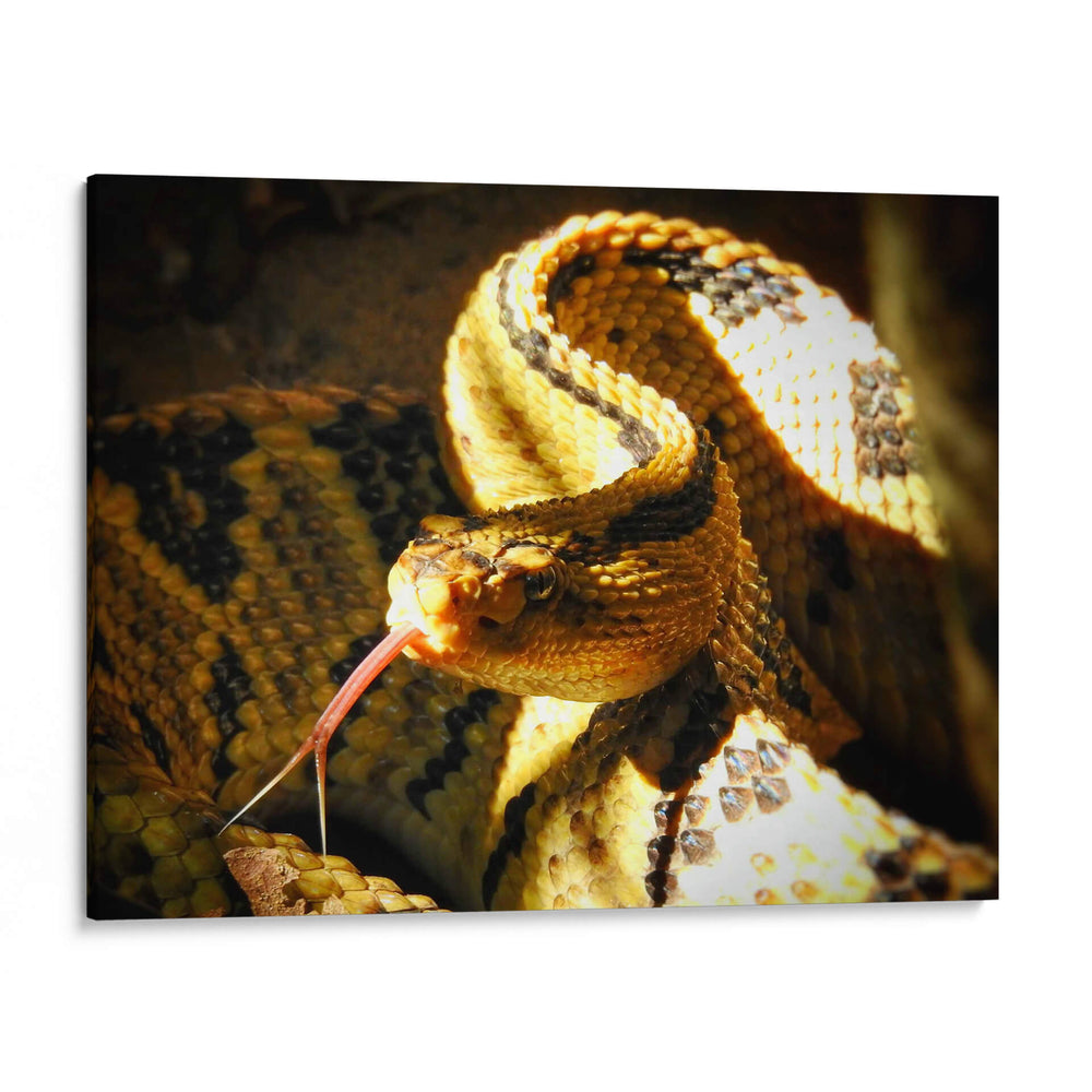Mirada Sigilosa - Isabel Soria | Cuadro decorativo de Canvas Lab