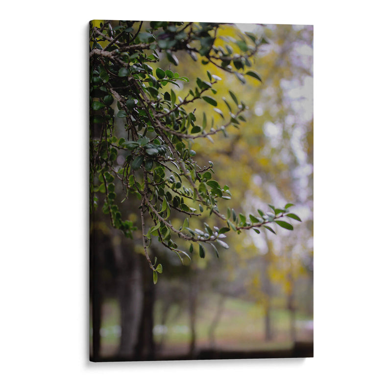 Tree of Dreams: Nature in Soft Focus - Ani Coloca | Cuadro decorativo de Canvas Lab