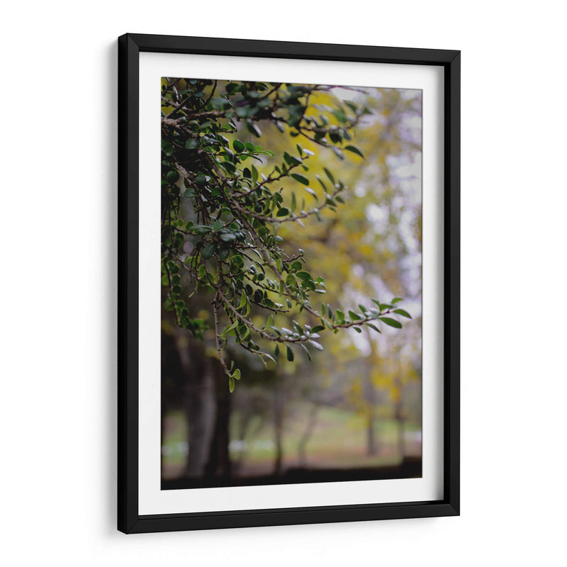 Tree of Dreams: Nature in Soft Focus - Ani Coloca | Cuadro decorativo de Canvas Lab