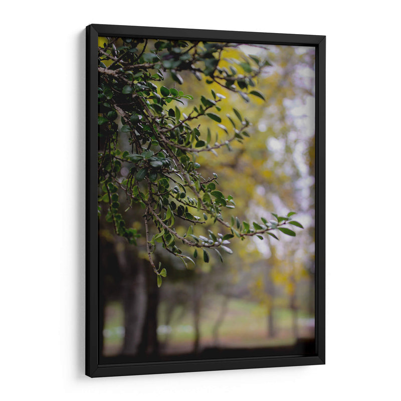 Tree of Dreams: Nature in Soft Focus - Ani Coloca | Cuadro decorativo de Canvas Lab