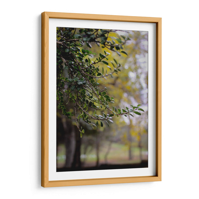 Tree of Dreams: Nature in Soft Focus - Ani Coloca | Cuadro decorativo de Canvas Lab