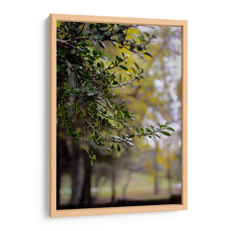 Tree of Dreams: Nature in Soft Focus - Ani Coloca | Cuadro decorativo de Canvas Lab