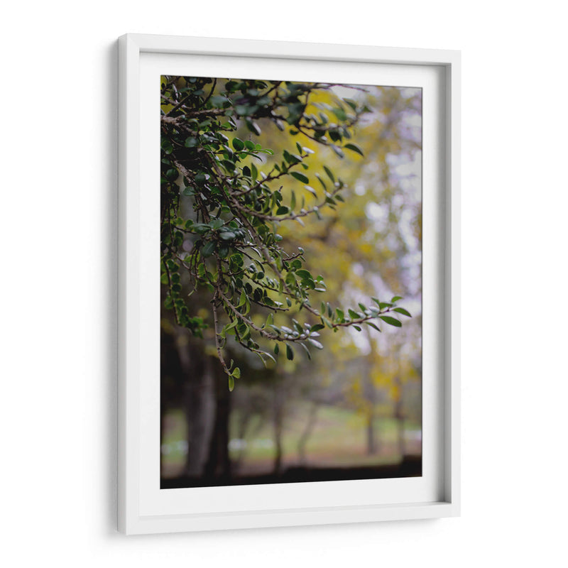 Tree of Dreams: Nature in Soft Focus - Ani Coloca | Cuadro decorativo de Canvas Lab