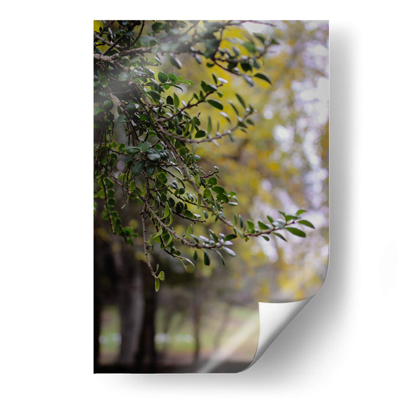 Tree of Dreams: Nature in Soft Focus - Ani Coloca | Cuadro decorativo de Canvas Lab