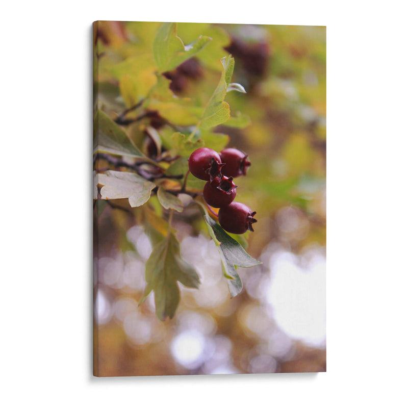 Wild Fruits in Focus - Ani Coloca | Cuadro decorativo de Canvas Lab