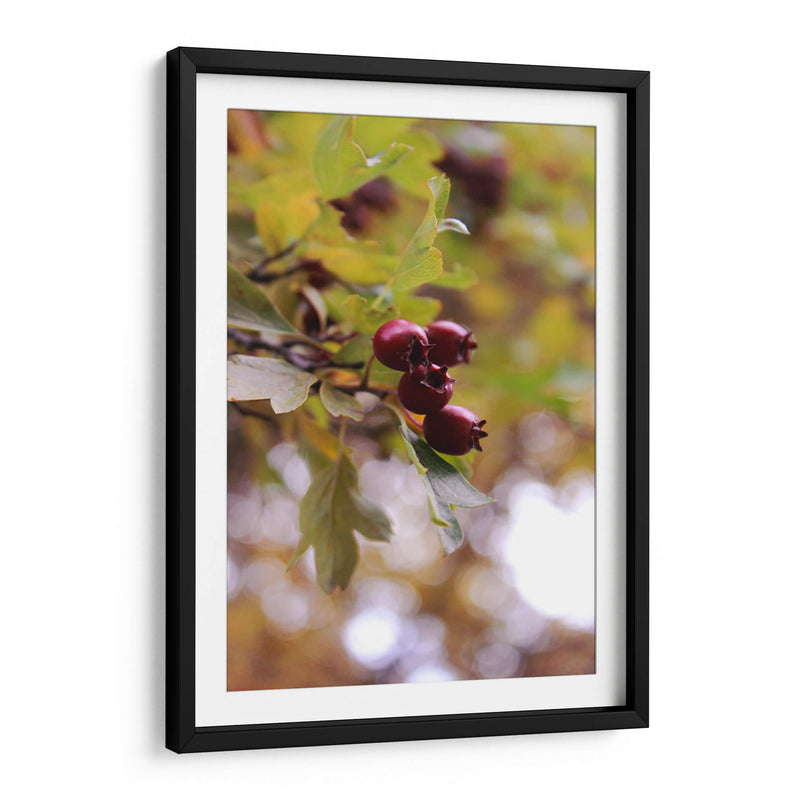 Wild Fruits in Focus - Ani Coloca | Cuadro decorativo de Canvas Lab