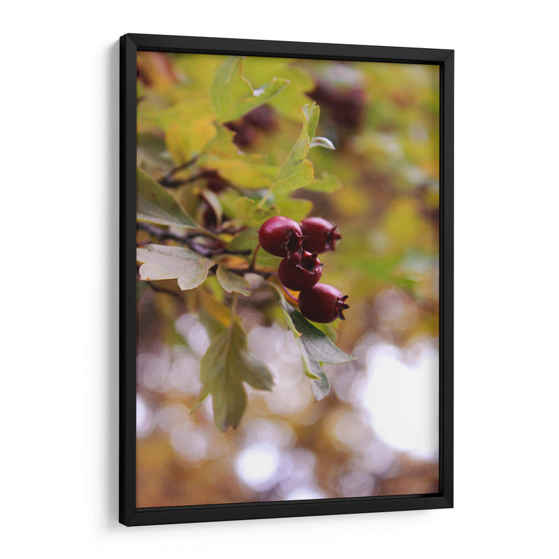 Wild Fruits in Focus - Ani Coloca | Cuadro decorativo de Canvas Lab