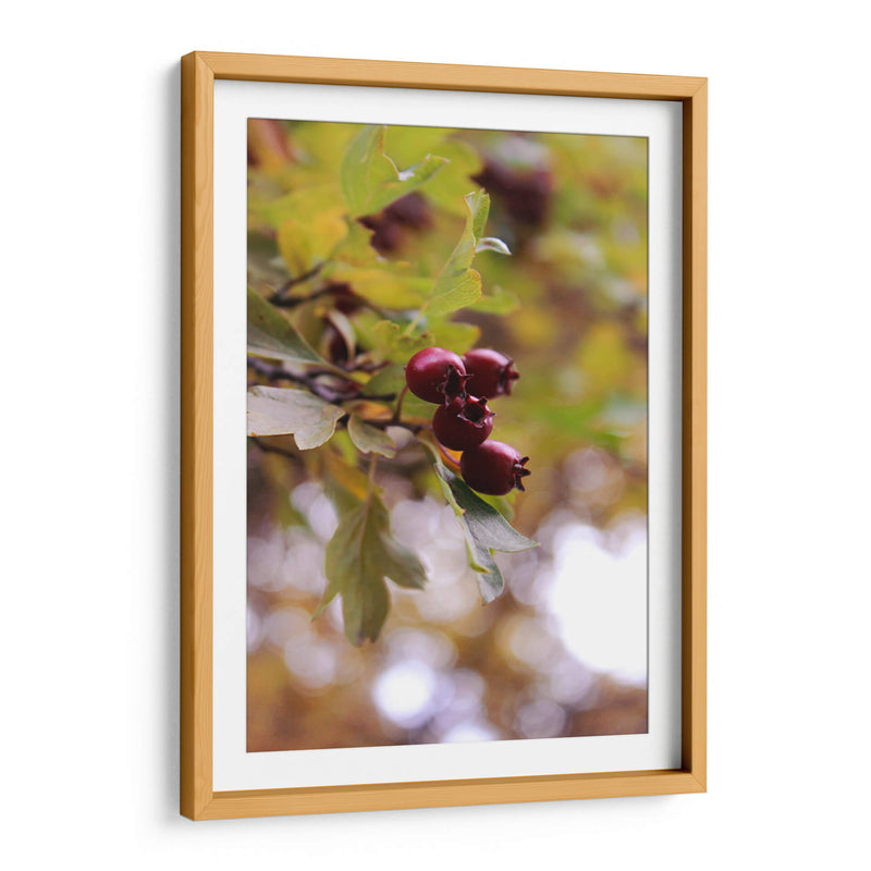 Wild Fruits in Focus - Ani Coloca | Cuadro decorativo de Canvas Lab