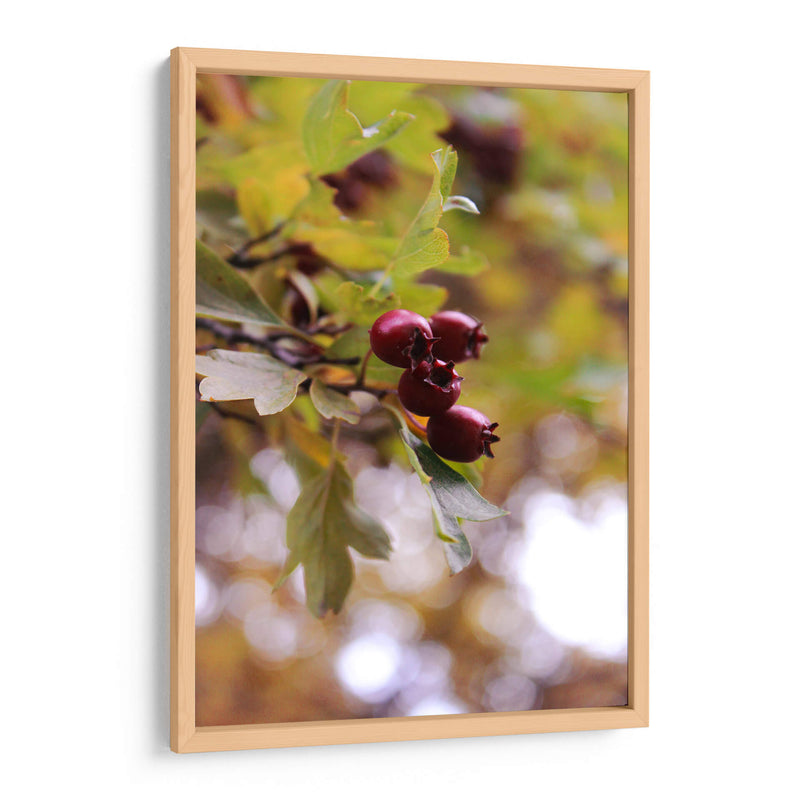 Wild Fruits in Focus - Ani Coloca | Cuadro decorativo de Canvas Lab