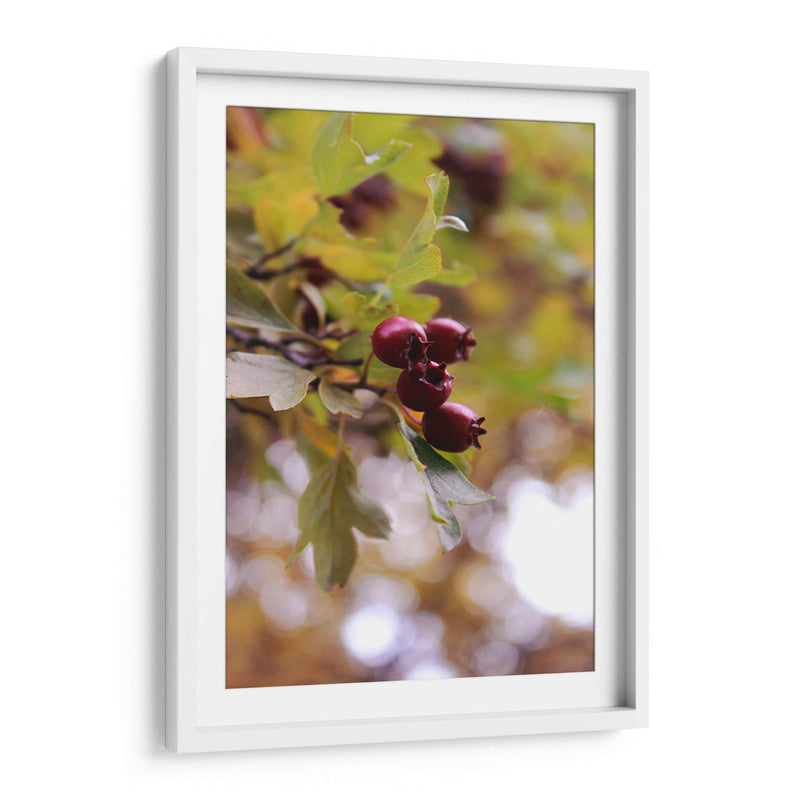 Wild Fruits in Focus - Ani Coloca | Cuadro decorativo de Canvas Lab