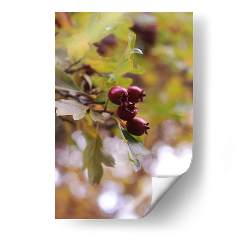 Wild Fruits in Focus - Ani Coloca | Cuadro decorativo de Canvas Lab