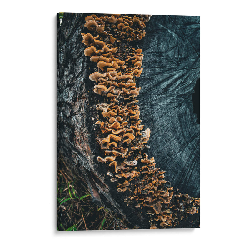 Woodland:Mushrooms on Bark - Ani Coloca | Cuadro decorativo de Canvas Lab