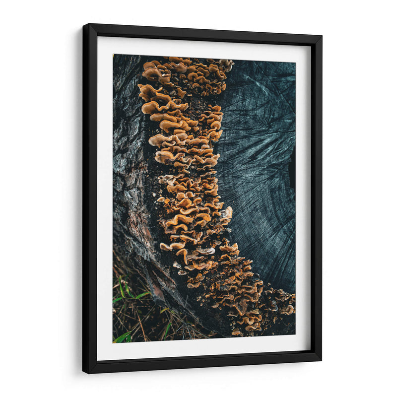 Woodland:Mushrooms on Bark - Ani Coloca | Cuadro decorativo de Canvas Lab