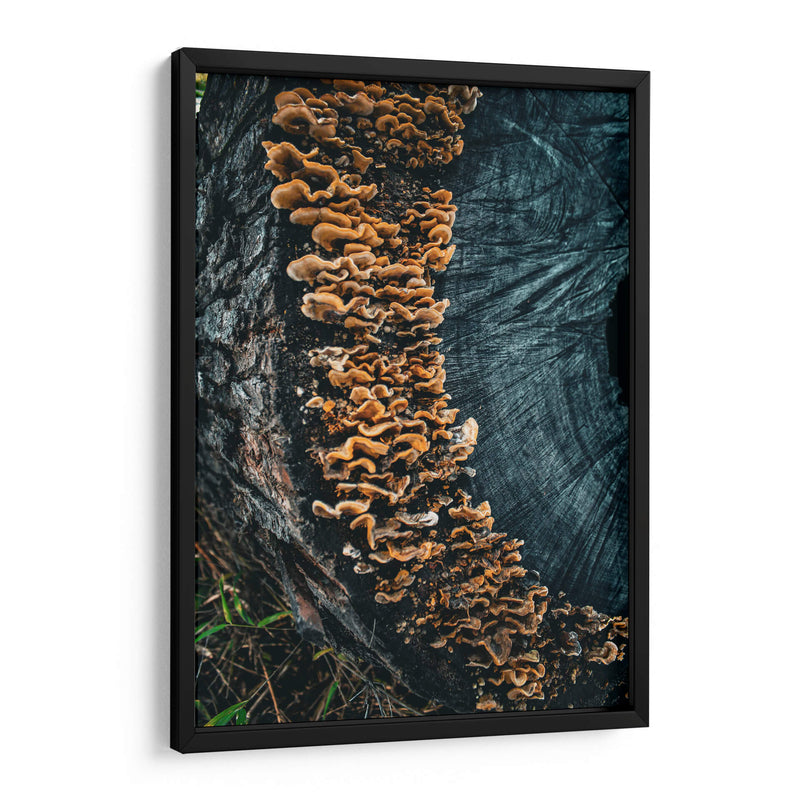 Woodland:Mushrooms on Bark - Ani Coloca | Cuadro decorativo de Canvas Lab