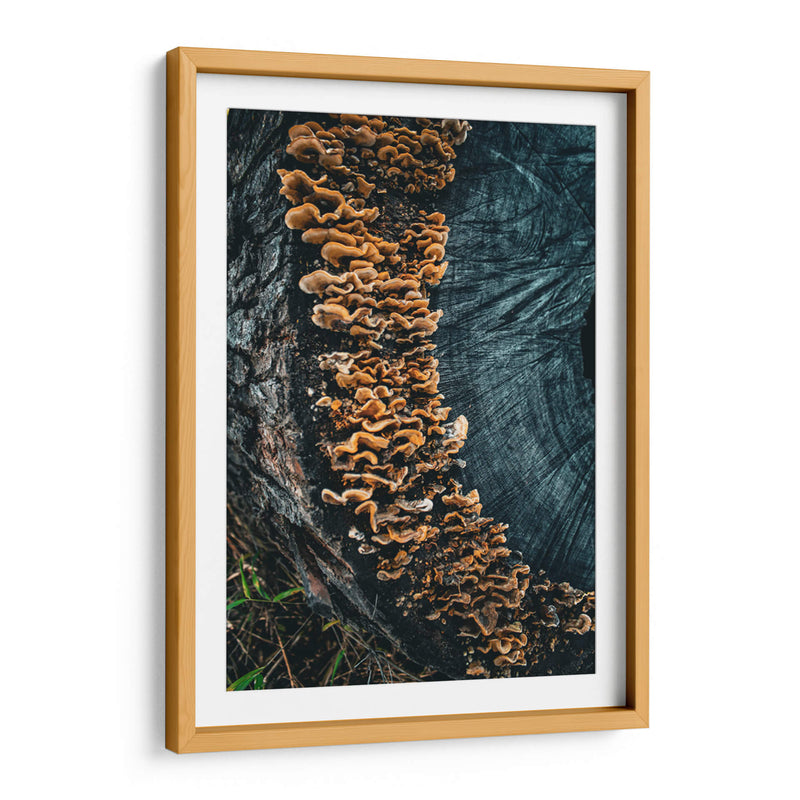 Woodland:Mushrooms on Bark - Ani Coloca | Cuadro decorativo de Canvas Lab