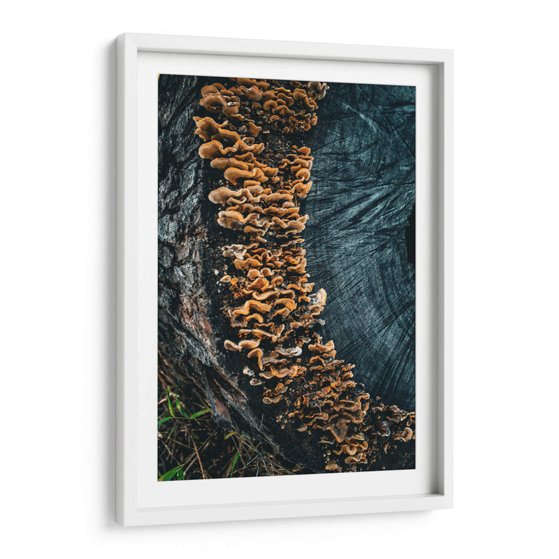 Woodland:Mushrooms on Bark - Ani Coloca | Cuadro decorativo de Canvas Lab