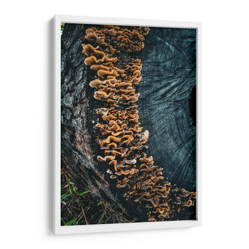 Woodland:Mushrooms on Bark - Ani Coloca | Cuadro decorativo de Canvas Lab