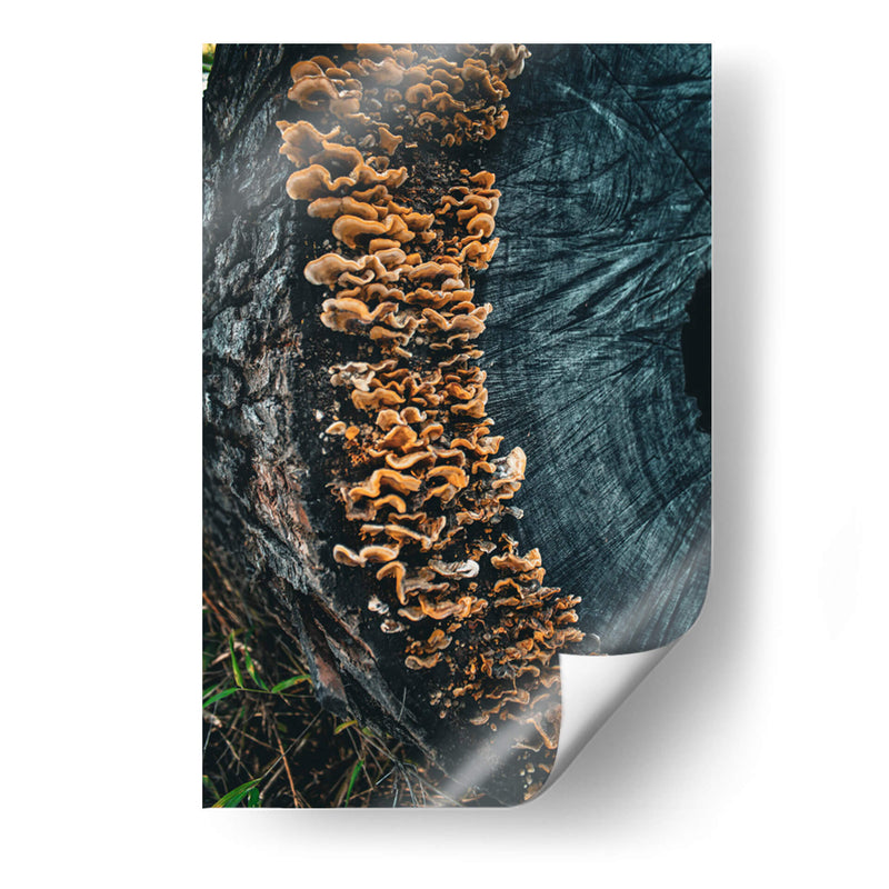 Woodland:Mushrooms on Bark - Ani Coloca | Cuadro decorativo de Canvas Lab