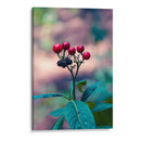 Macro Fruitscape II: Color in the Wild Forest - Ani Coloca | Cuadro decorativo de Canvas Lab