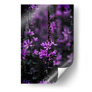 Belleza purpúrea - Claudia Luna | Cuadro decorativo de Canvas Lab