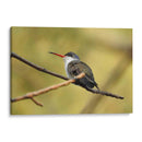 Hada Blanca - Isabel Soria | Cuadro decorativo de Canvas Lab