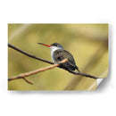 Hada Blanca - Isabel Soria | Cuadro decorativo de Canvas Lab