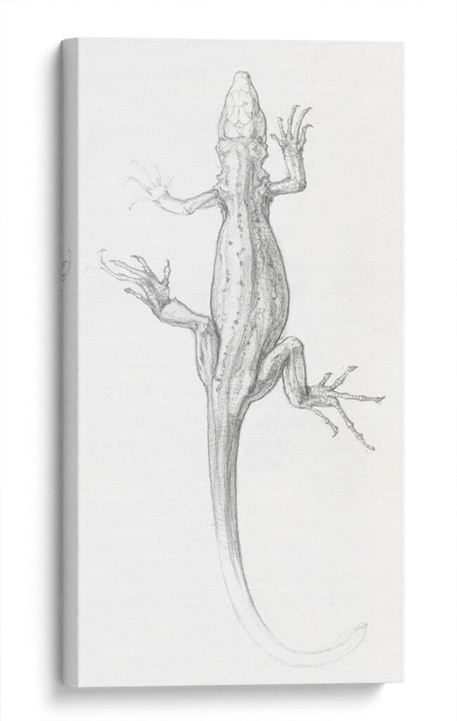 Lagartija - I - Julie de Graag | Cuadro decorativo de Canvas Lab