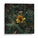 Abeja sobre flor v1 - Isidro Velázquez | Cuadro decorativo de Canvas Lab