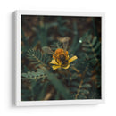 Abeja sobre flor v1 - Isidro Velázquez | Cuadro decorativo de Canvas Lab