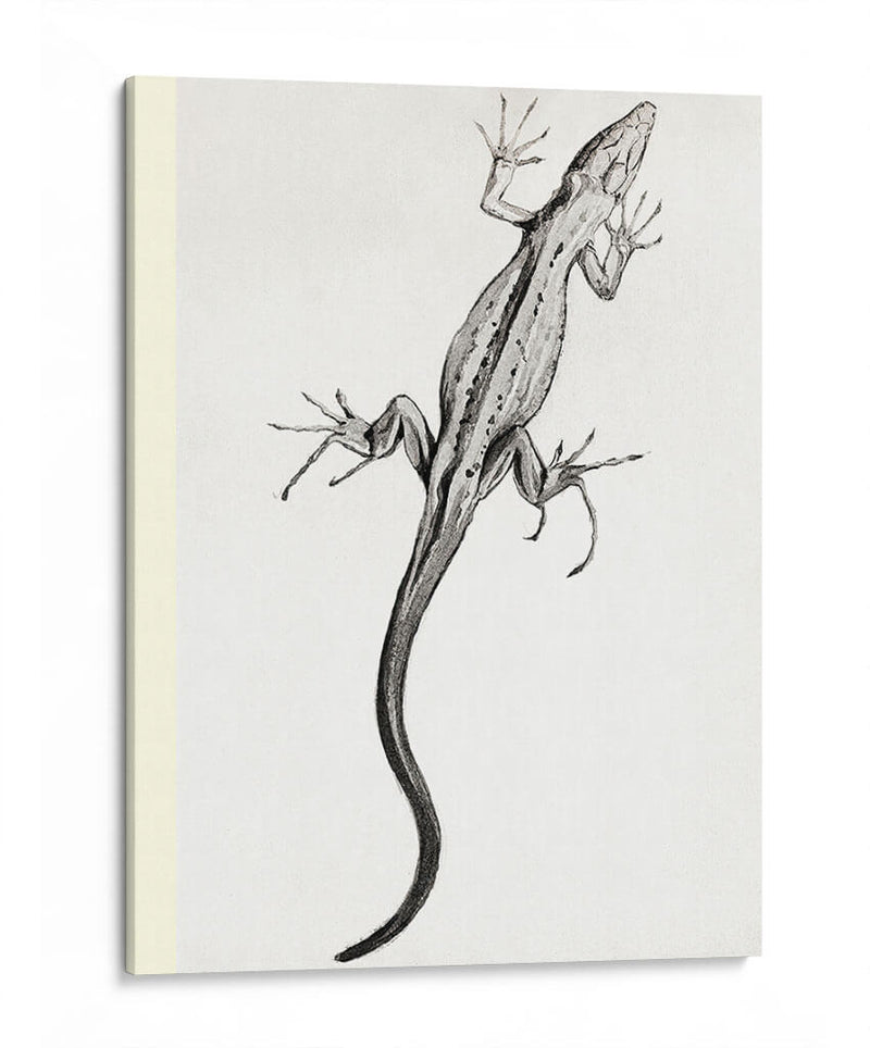 Lagartija - II - Julie de Graag | Cuadro decorativo de Canvas Lab