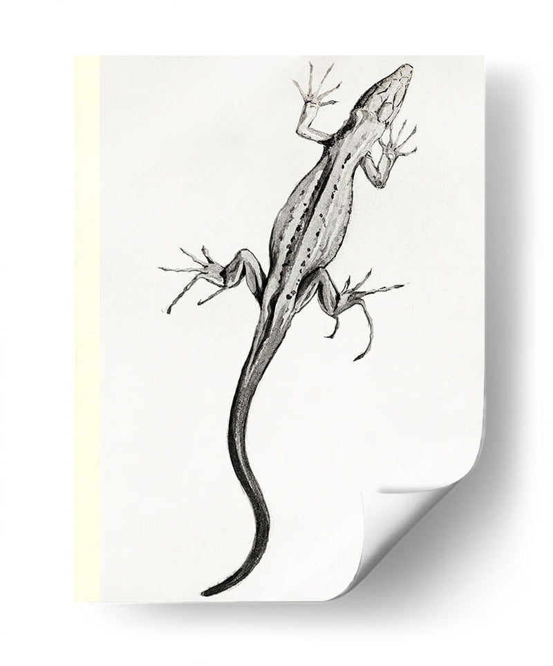 Lagartija - II - Julie de Graag | Cuadro decorativo de Canvas Lab