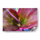 Texturas y colores de una planta - Claudia Luna | Cuadro decorativo de Canvas Lab