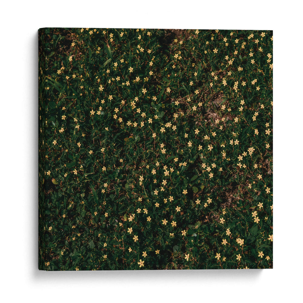 Flores amarillas - Isidro Velázquez | Cuadro decorativo de Canvas Lab