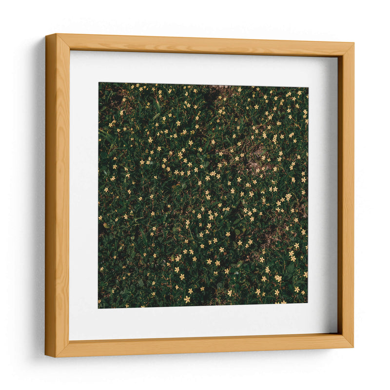 Flores amarillas - Isidro Velázquez | Cuadro decorativo de Canvas Lab