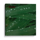 Gotas de tranquilidad - Isidro Velázquez | Cuadro decorativo de Canvas Lab