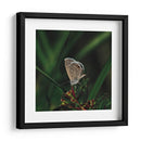 Mariposa - Isidro Velázquez | Cuadro decorativo de Canvas Lab